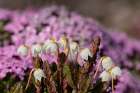 Norway, Svalbard. Close-up of white Arctic bell heather flowers. Art Print